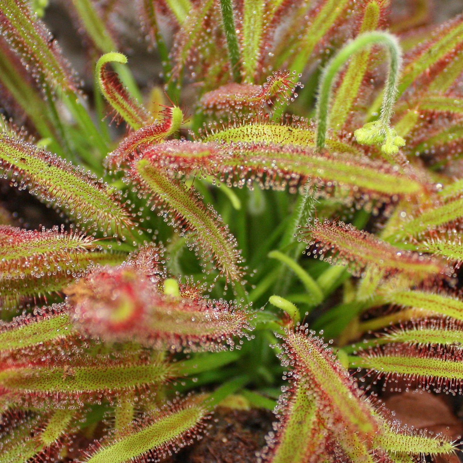 Rosaire - Drosera capensis - Pot de 9cm - 2