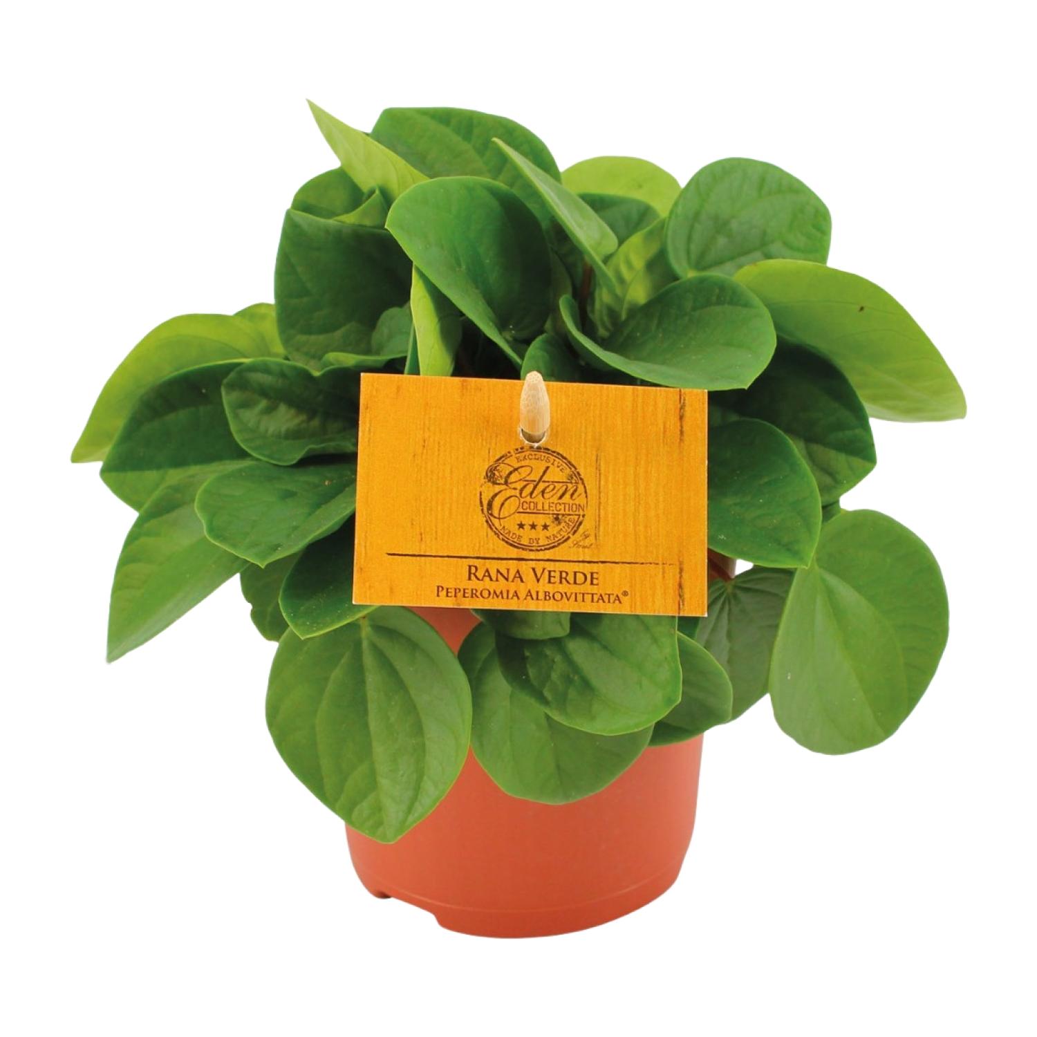 Peperomia Rana Verde - Kompaktowa roślina doniczkowa - Doniczka Ø11cm - Wysokość 15cm