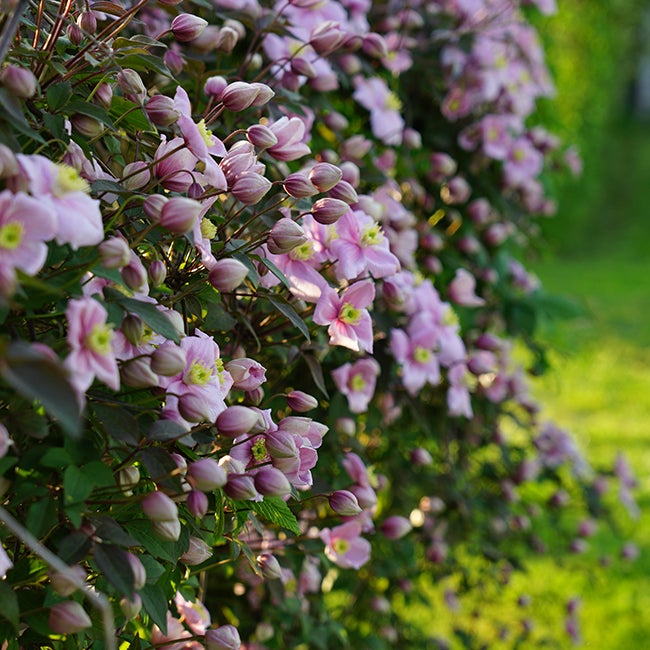 Clématite 'Mayleen' - clematis montana 1,5L - 40/60cm - 2