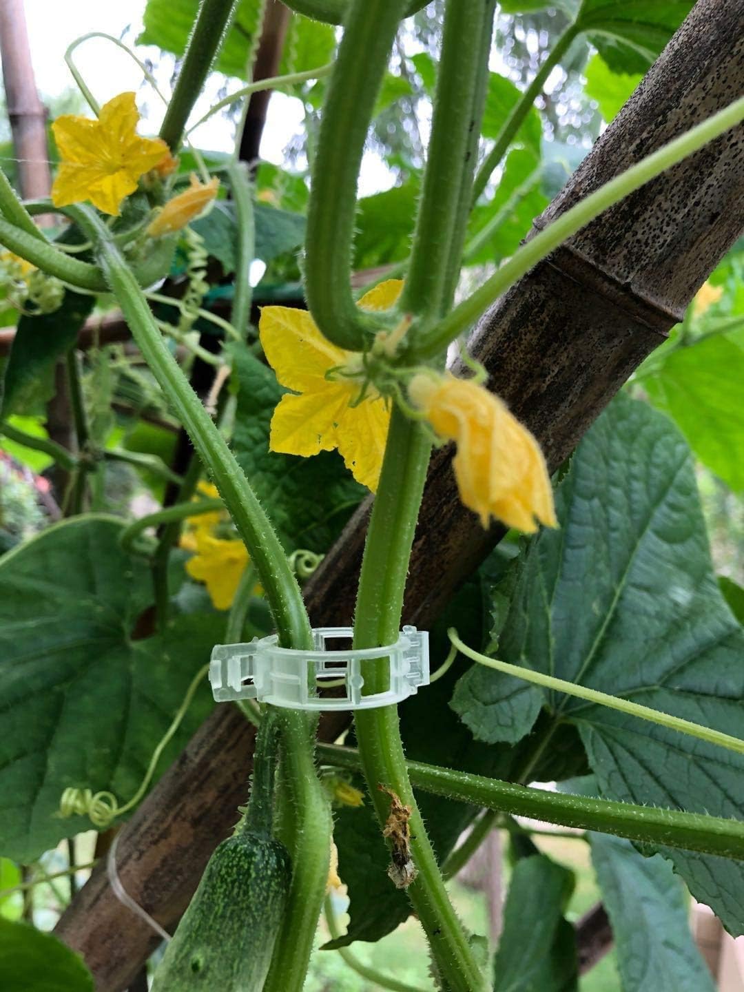100 Clip Per Piante Rampicanti – Fermagli In Plastica Verde Per Orchidee, Pomodori E Viti, Sostegno Per Steli, Facili Da Usare, 1,5x1,8 Cm - 3