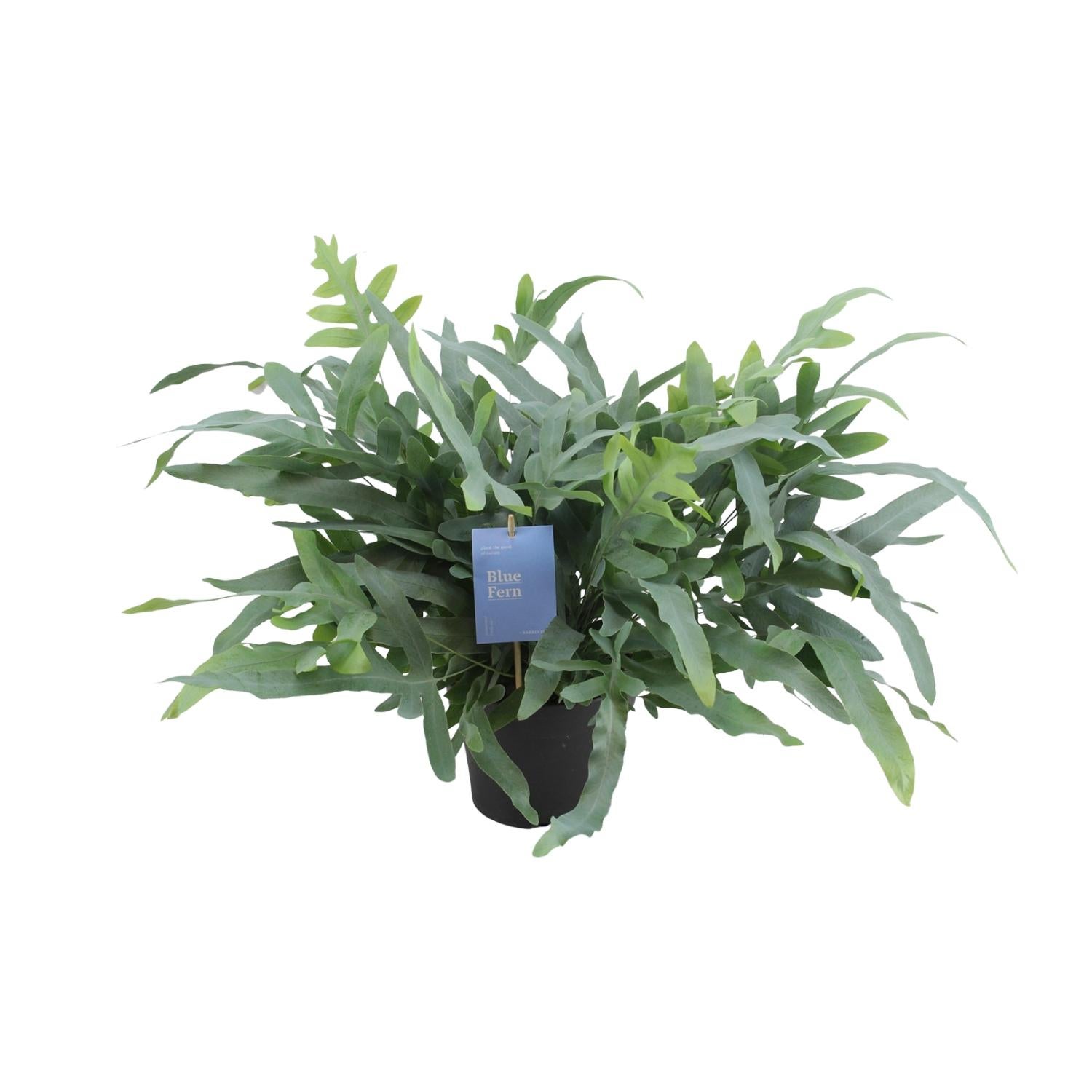 Phlebodium Aureum Blue Star - Niebiesko-zielony paproć do wnętrz - Doniczka Ø17cm - Wysokość 50cm