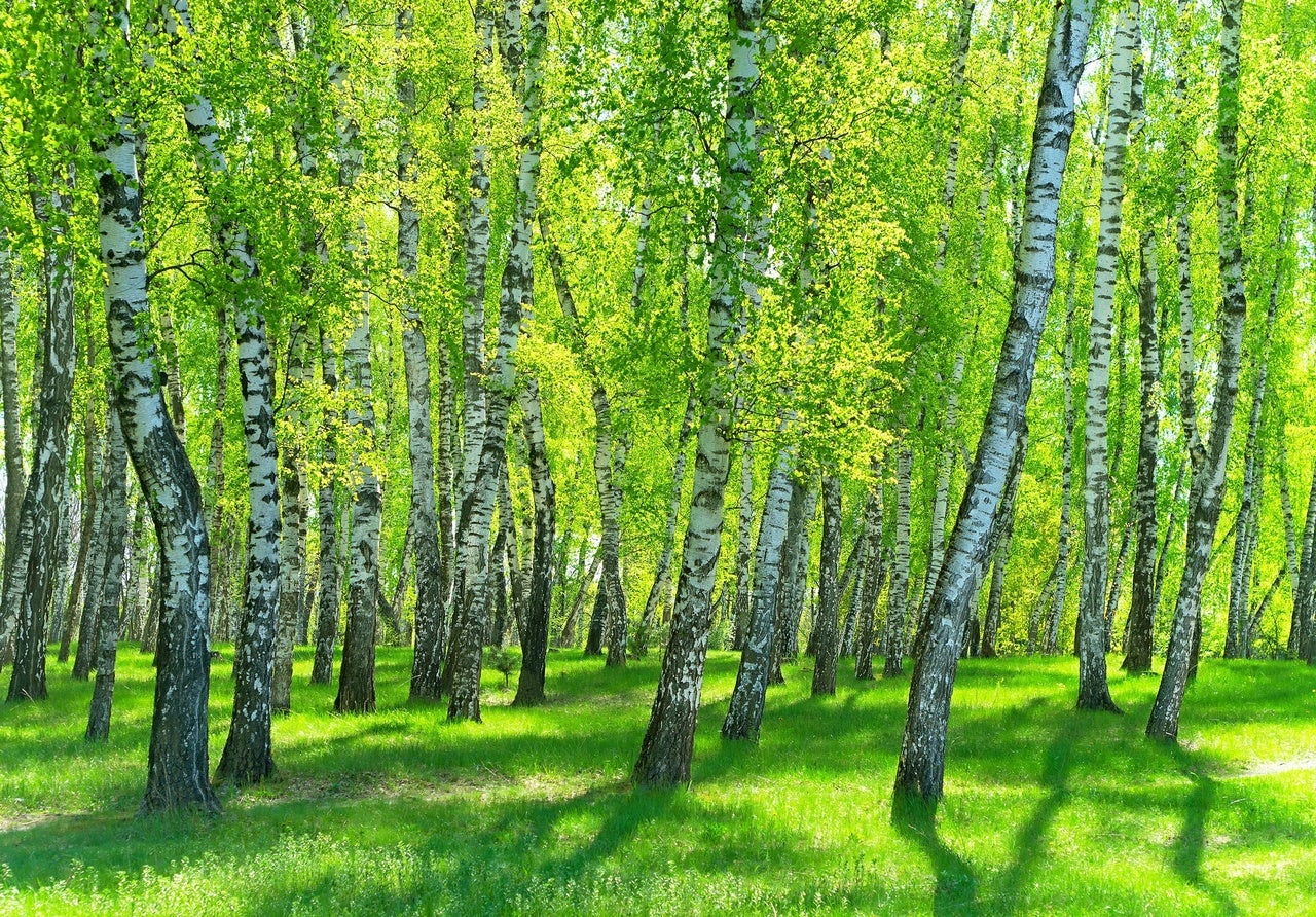 Fototapet padure bouleaux copaci peisaj natura Vlies Tapet Pentru Dormitor Camera Living Perete 416x254 cm