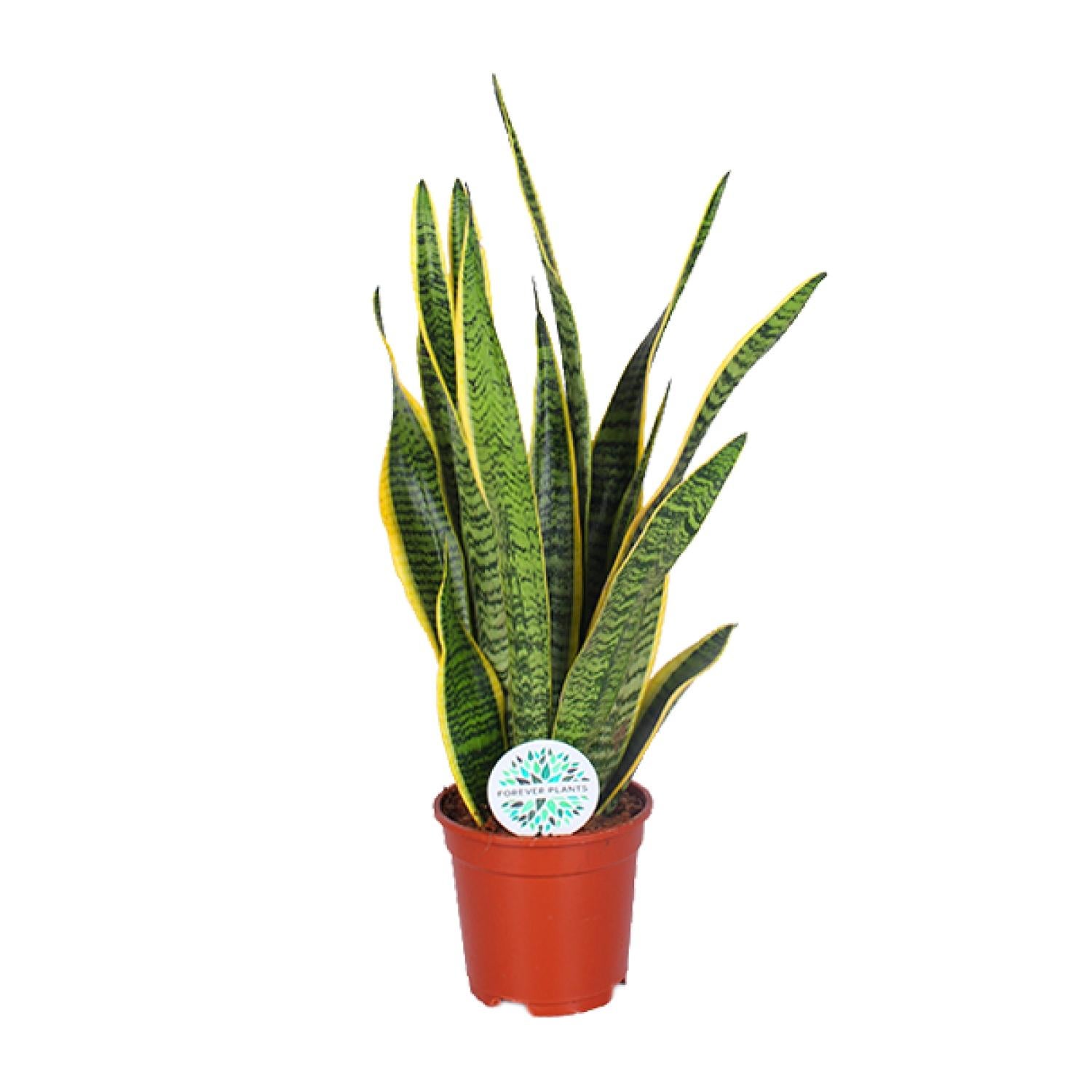 Sansevieria Trifasciata Laurentii roślina doniczkowa Ø17cm wysokość 60cm, wężownica, łatwa pielęgnacja, oczyszcza powietrze