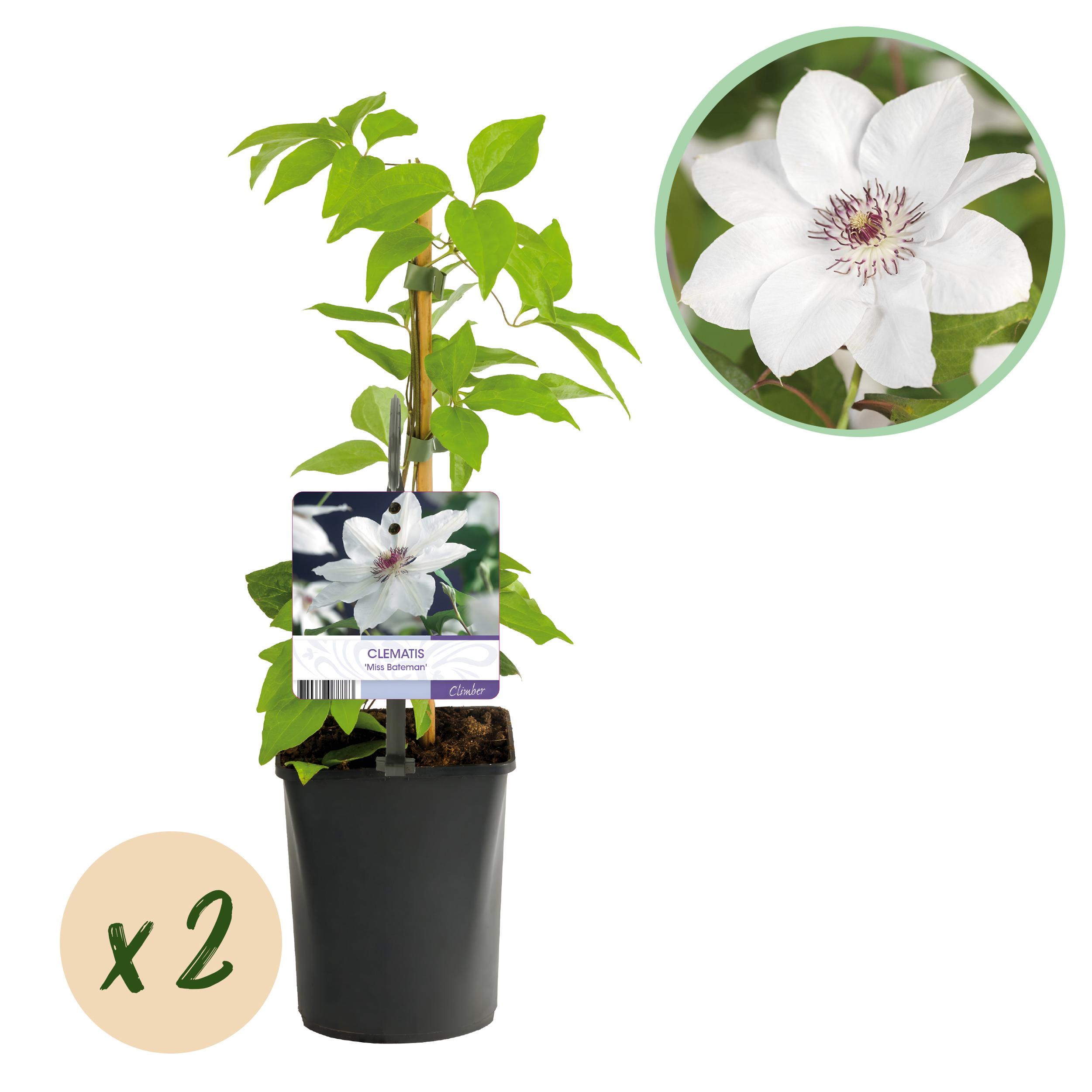 Green boutiQ Powojnik Miss Bateman – Pnącze o białych kwiatach – Mało wymagające – 2 rośliny – Doniczka 11 cm – Wys 40 cm