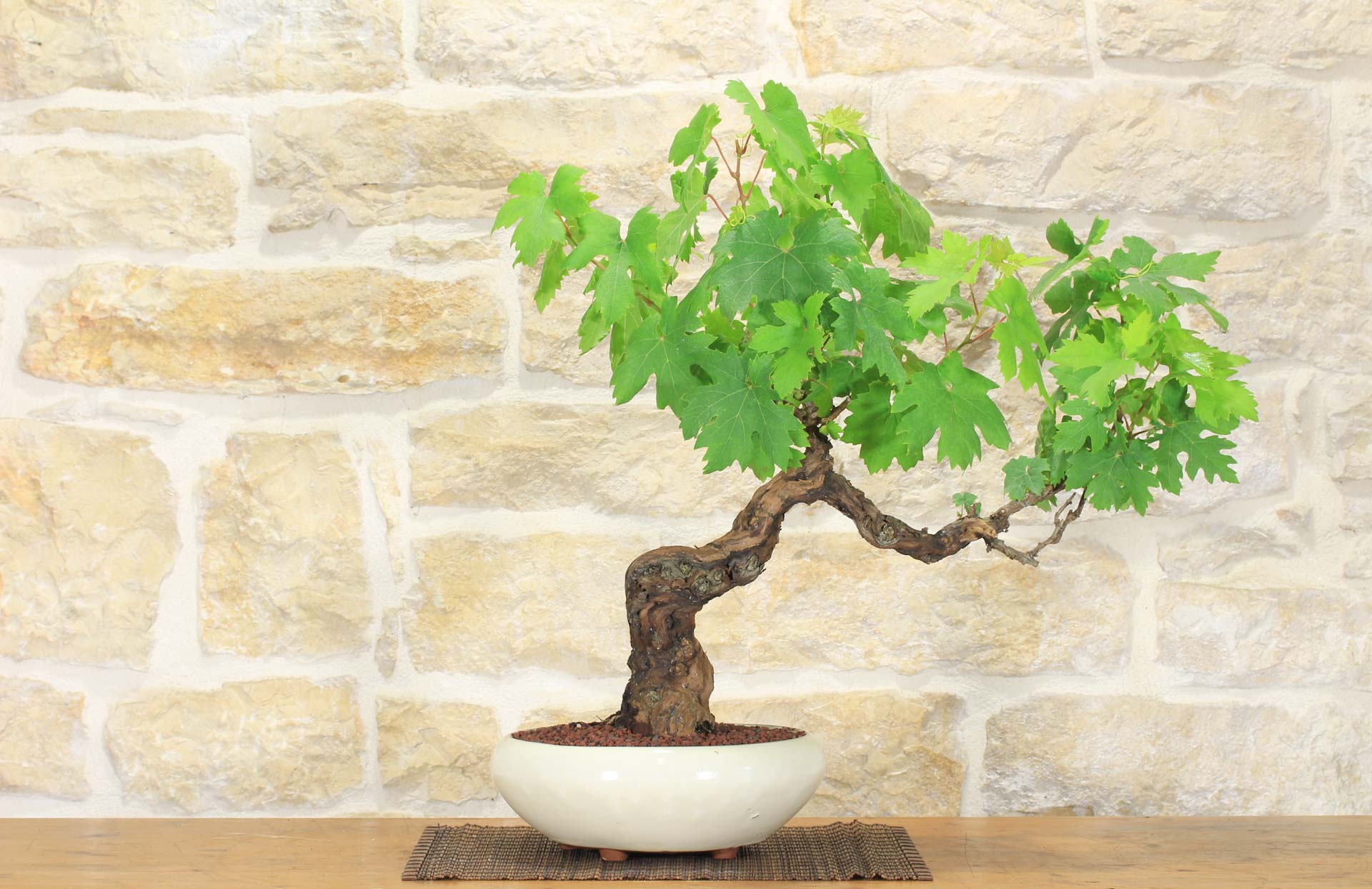 Bonsai di Vite (104) | Leroy Merlin
