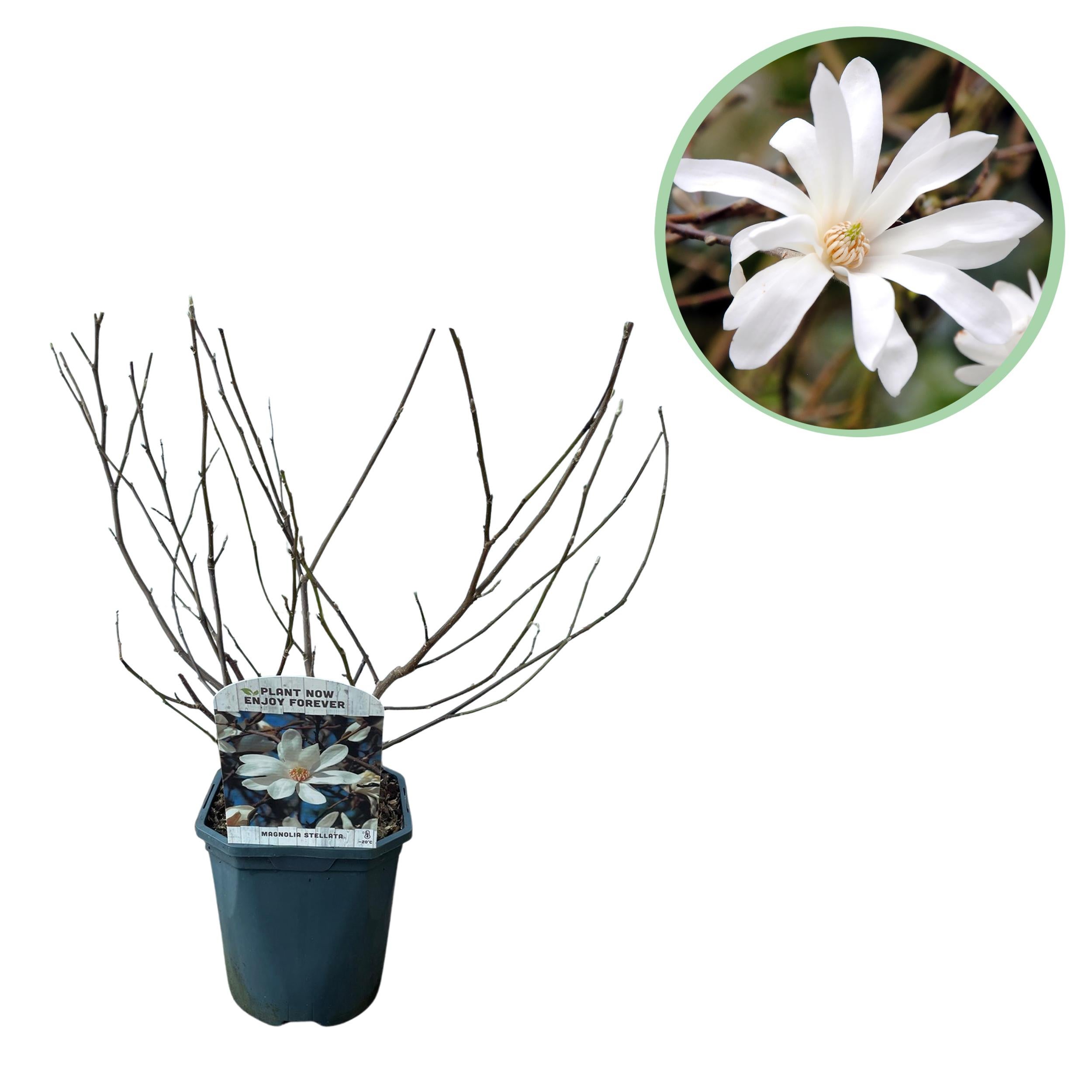Magnolia Stellata – Krzew kwitnący – Kwiaty białe – 1 roślina – Liściasty – Niska pielęgnacja – Doniczka 17 cm – Wysokość 45 cm
