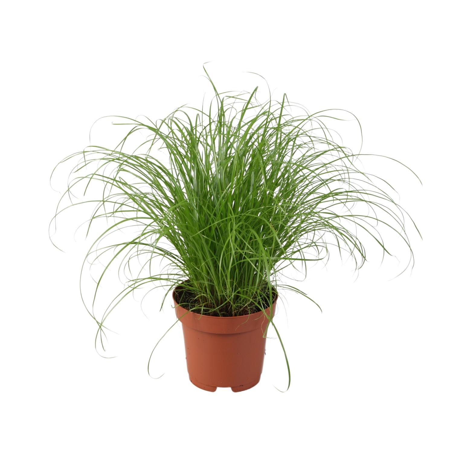Cyperus Alternifolius Zumula - Trawa parasolowa roślina doniczkowa Ø12cm - Wysokość 28cm