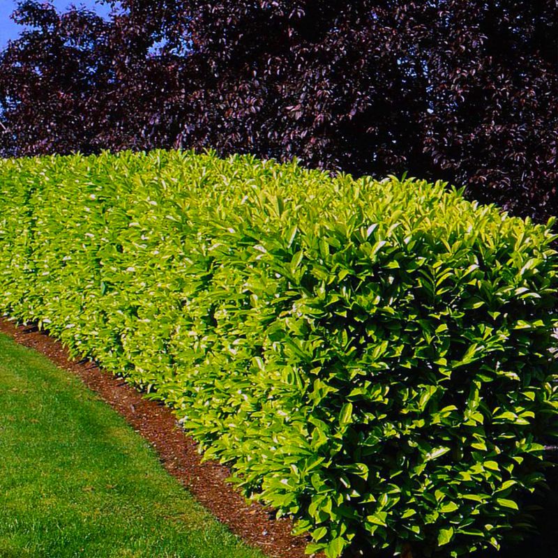 10 Laurier Cerise Du Caucase (Prunus Laurocerasus Caucasica) - Haie de Laurier du Caucase - - Pépinières Naudet - 2