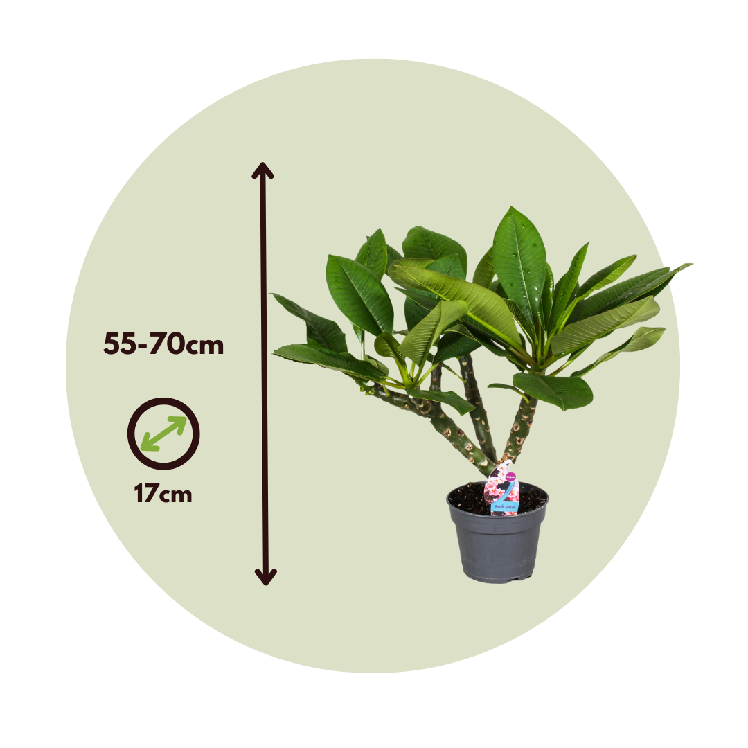 Frangipanier hawaii - Plumeria rubra 'Blanc' - Hauteur 55-70cm - ⌀17cm - 2