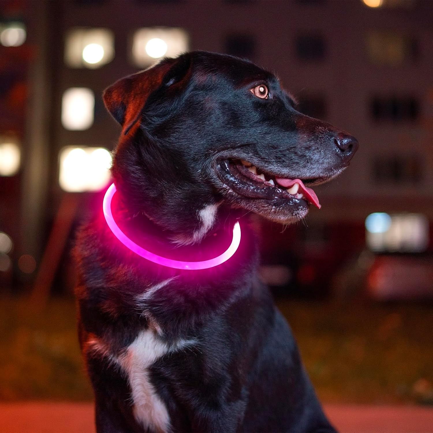 Laisse Rétractable Chien Lumière LED 19cm Noir