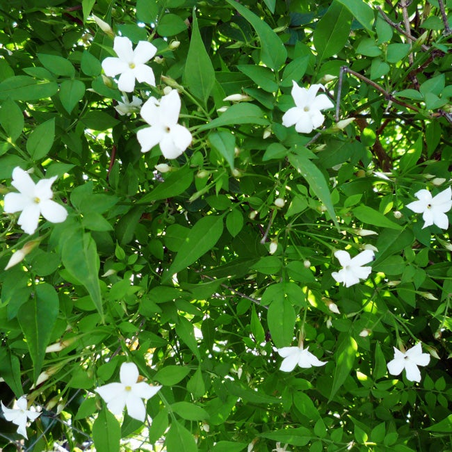 Jasmin blanc officinal jasminum officinalis 1,5L - 40/60cm - 2