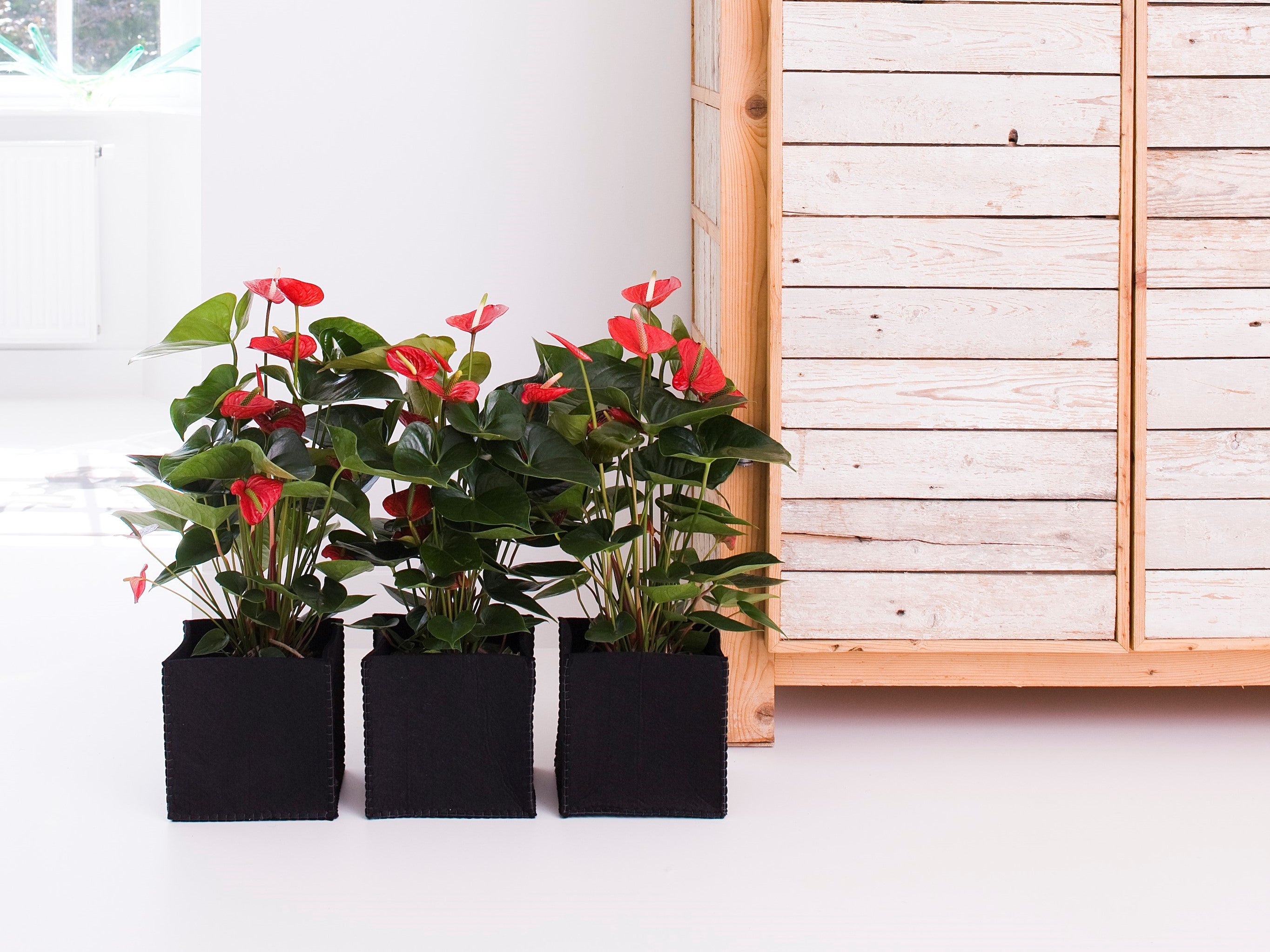 Anthurium - Flamant rose - Rouge - Plante d’intérieur - Dépolluante - Hauteur 30-40 cm - Pot 12 cm - 2