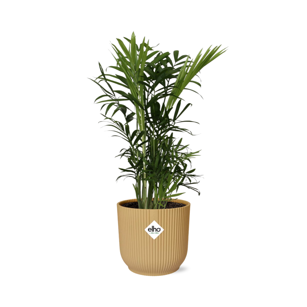Chamaedorea Elegans - Palma doniczkowa kompaktowa - Doniczka ELHO Vibes Fold 14cm żółta