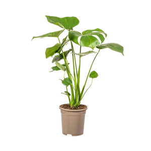 swiss cheese plant vs monstera Swiss Cheese Plant 6