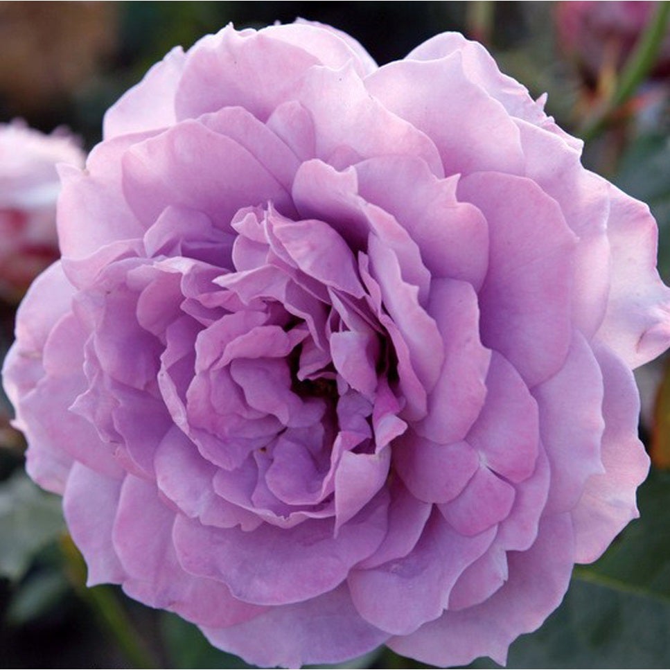 Rosa - Kordes Rose des fées - Rosa 'Novalis' | Leroy Merlin
