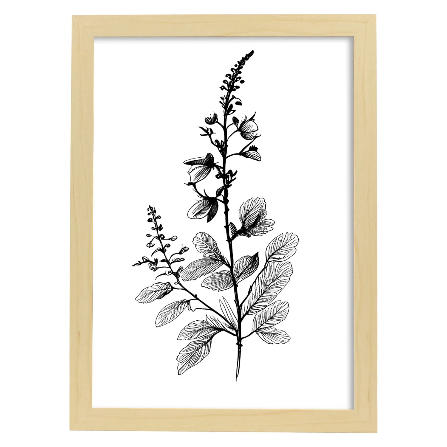 Nacnic poster de verónica estilo nórdico ilustraciones de botánica con flores y plantas en blanco y negro diseño y 1 a3 con marco de madera clara