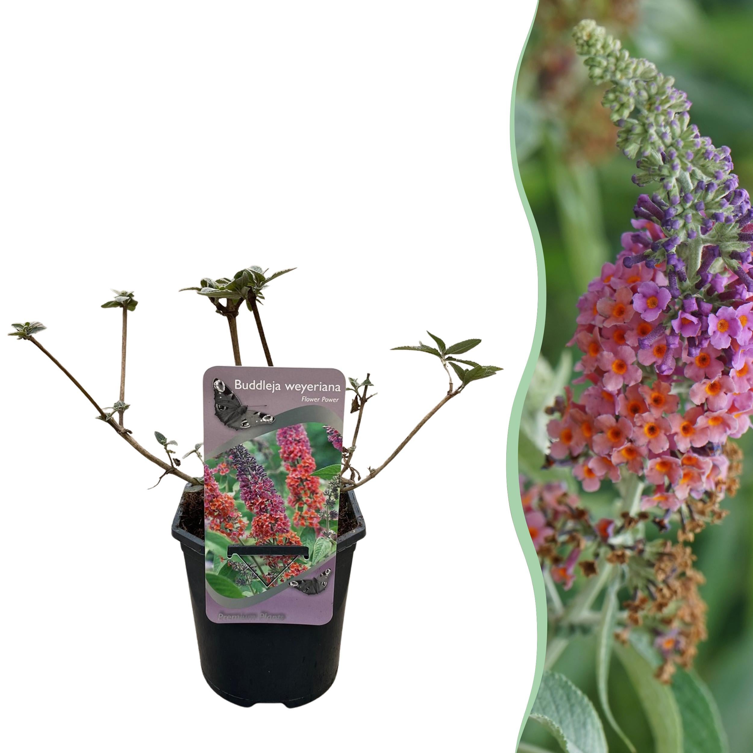 Budleja Dawida Flower Power – Krzew motyli pomarańczowo-fioletowy – Liściasty – Doniczka 17 cm – Wysokość 30 cm