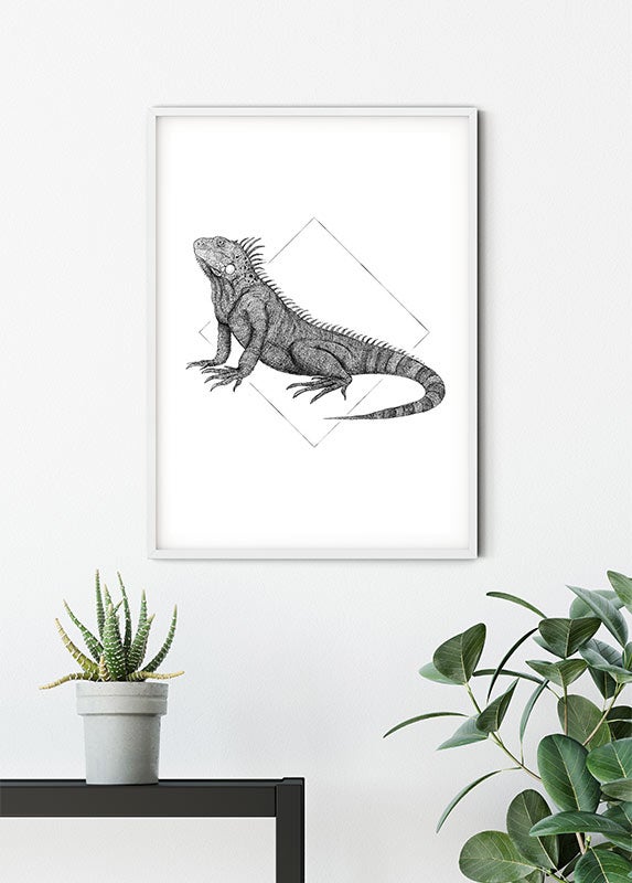 Poster d'art de Komar - Iguana White - Taille: 30 x 40 cm - 6