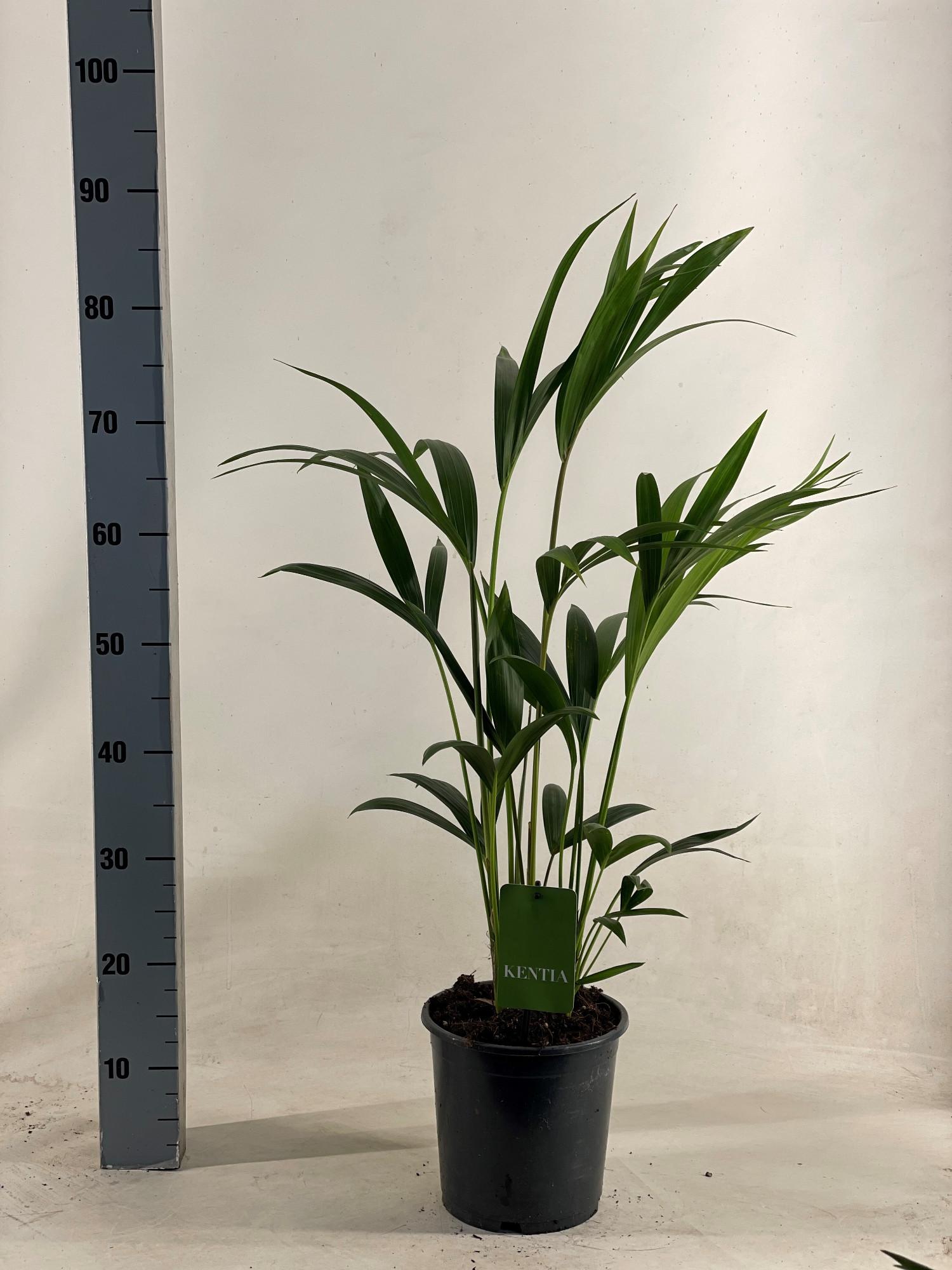 Howea Forsteriana roślina doniczkowa palma Kentia - Doniczka Ø19cm - Wysokość 90cm