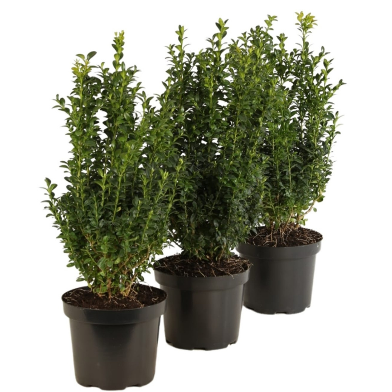 Buis commun - Buxus sempervirens 30 cm en pot - 2