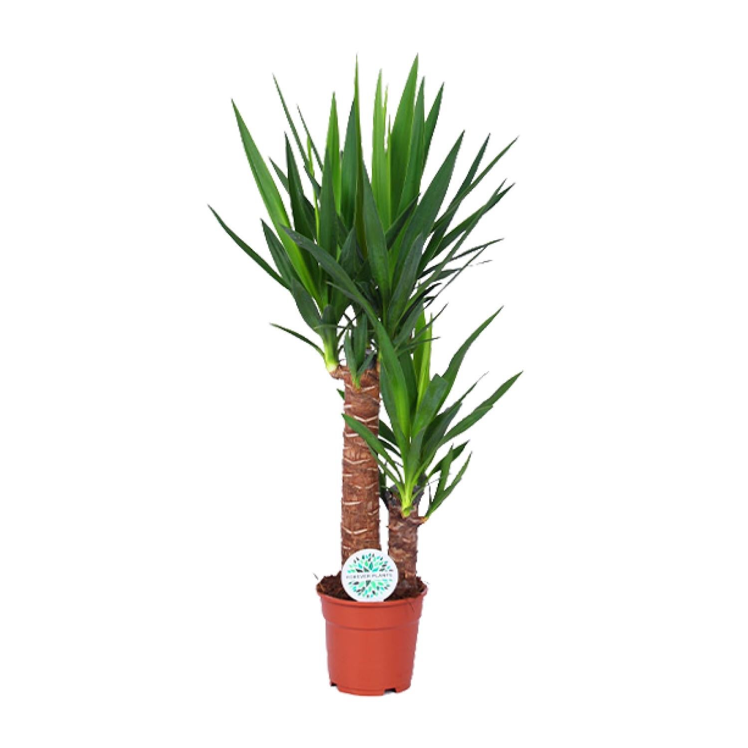 Yucca 17 cm - Roślina doniczkowa 80 cm - Liście dekoracyjne łatwa pielęgnacja