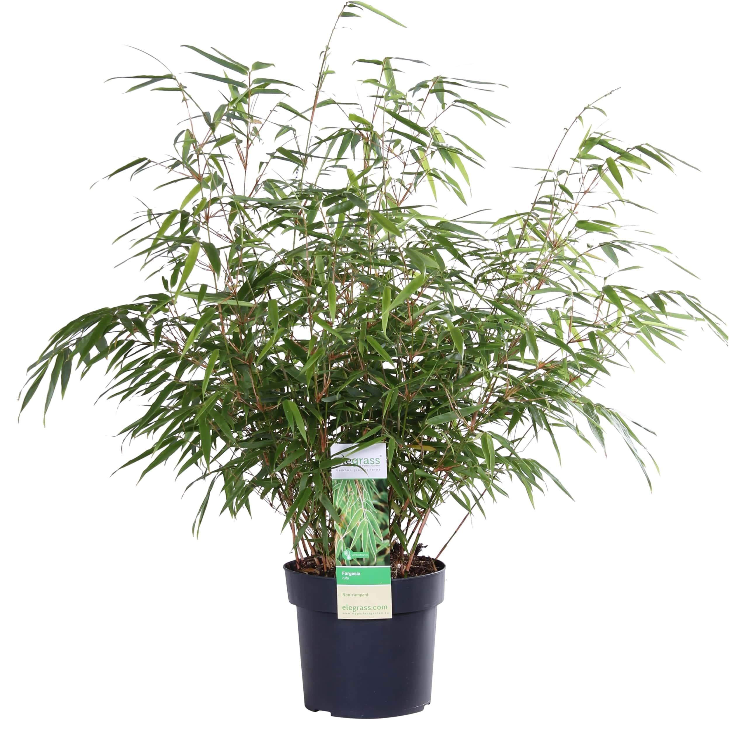 Fargesia Rufa - Nierozrastający się bambus kompaktowy ?29cm - ?80cm - ?19cm - ?60cm