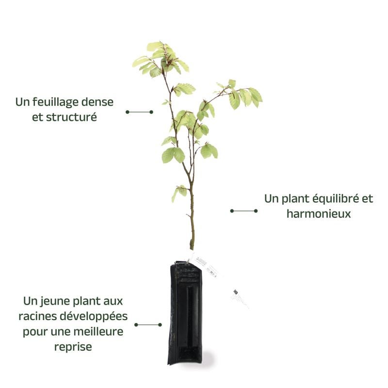 Hêtre commun (Fagus sylvatica) - Godet - Taille 20/40cm - Pépinières Naudet - 4