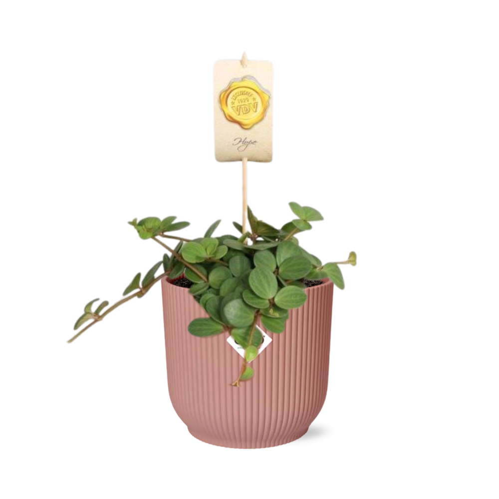 Peperomia ‘Hope’ w doniczce ELHO Vibes Fold różowej Ø14cm - Kompaktowa roślina doniczkowa łatwa w pielęgnacji