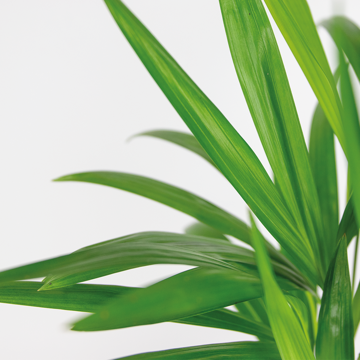 Dypsis Lutescens - Palmier Areca - Plante d’intérieur - Dépolluante - H. 30-40 cm - P. 12 cm - 3