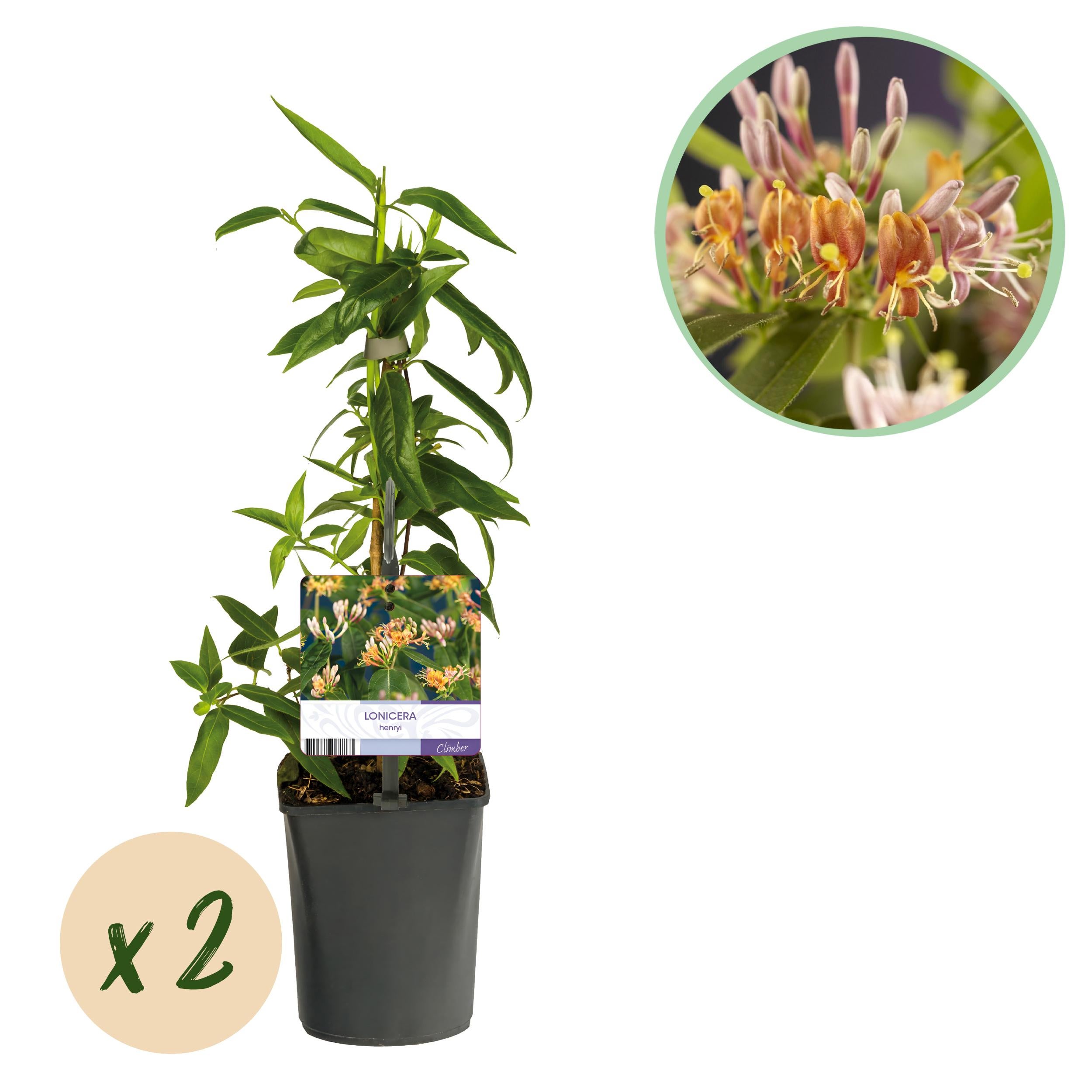Green boutiQ – Wiciokrzew Lonicera henryi – Kwiaty różowe – 2 rośliny – Niska pielęgnacja – Doniczka 11 cm – Wys 40 cm