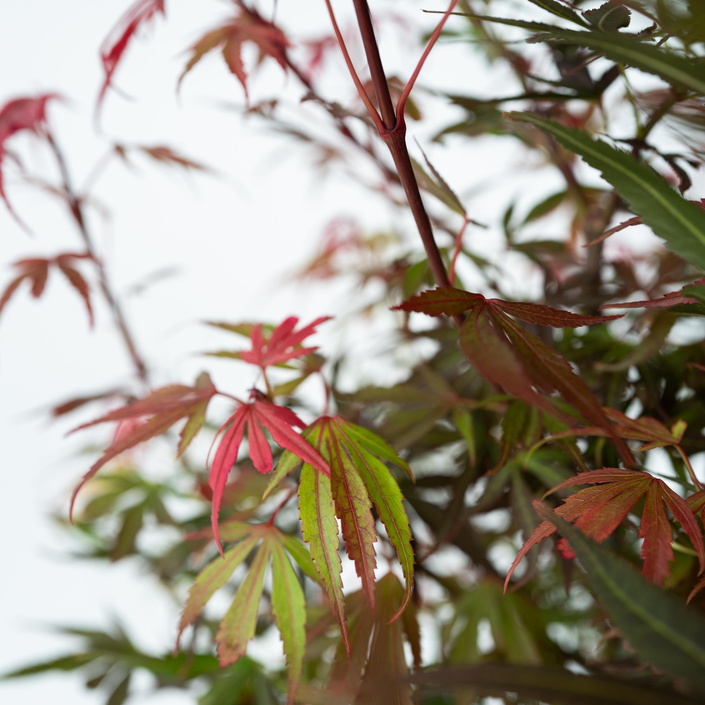 Érable du Japon - Acer palmatum 'Shaina' - Hauteur 80-90cm - ⌀19cm - 4