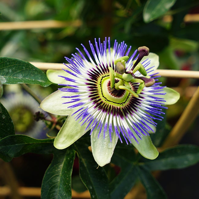 Passiflore bleue - passiflora caerulea 1,5L - 40/60cm - 2