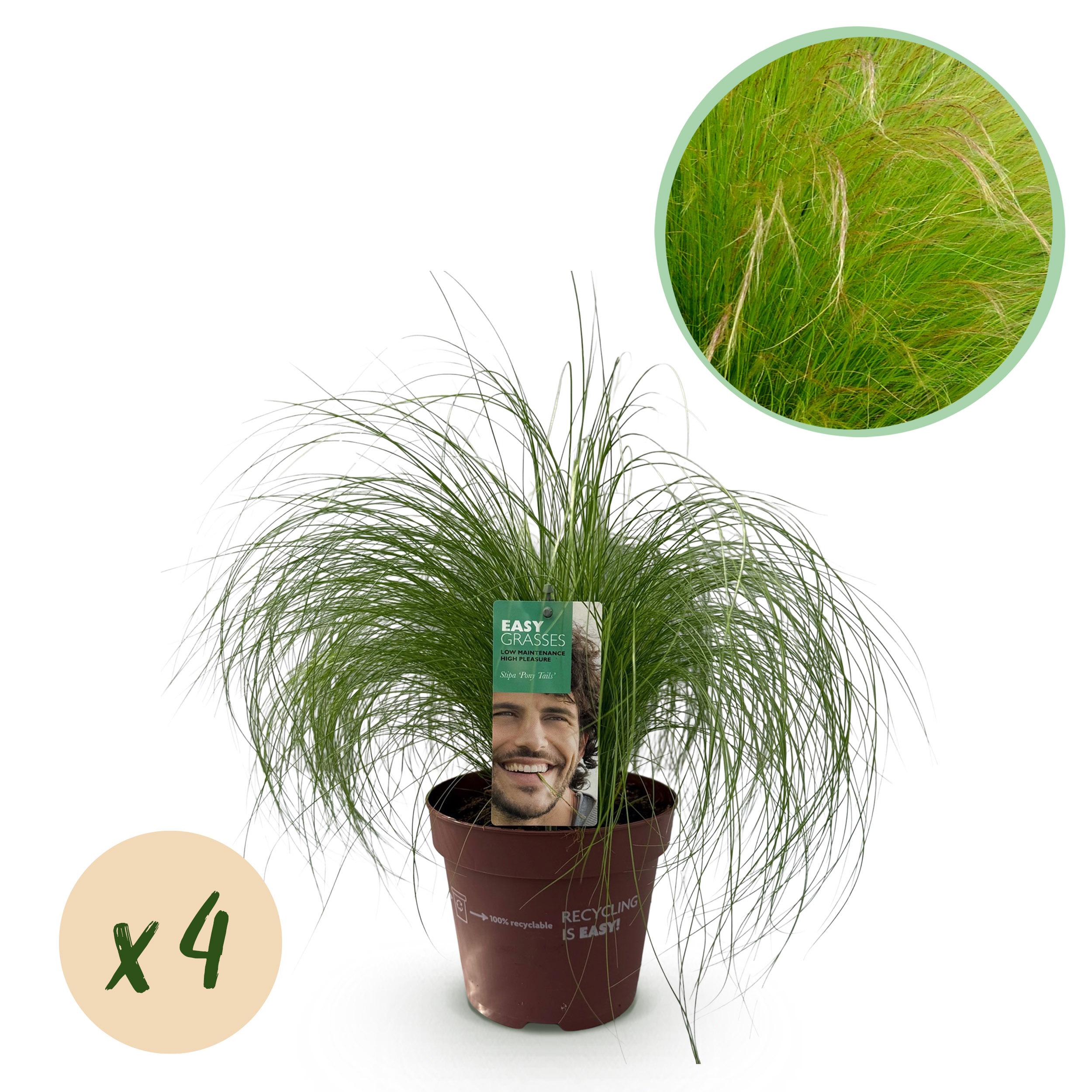 Stipa tenuifolia Pony Tails – 4 rośliny – Zimozielona – Zielona – Niska pielęgnacja – Doniczka 17 cm – 50 cm