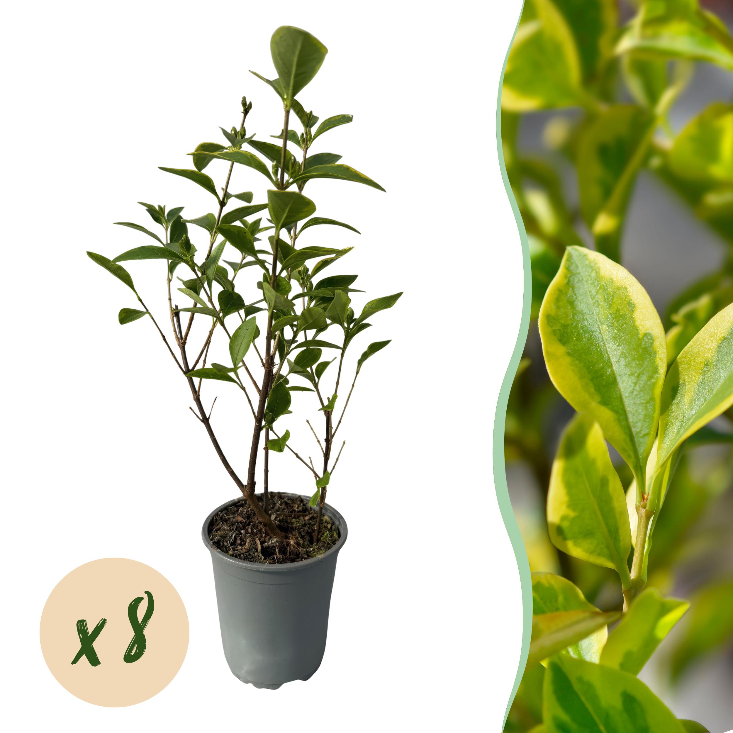 Ligustrum ovalifolium Aureum – Roślina na żywopłot zimozielony – Liście żółto-zielone – 8 roślin – Doniczka 9 cm