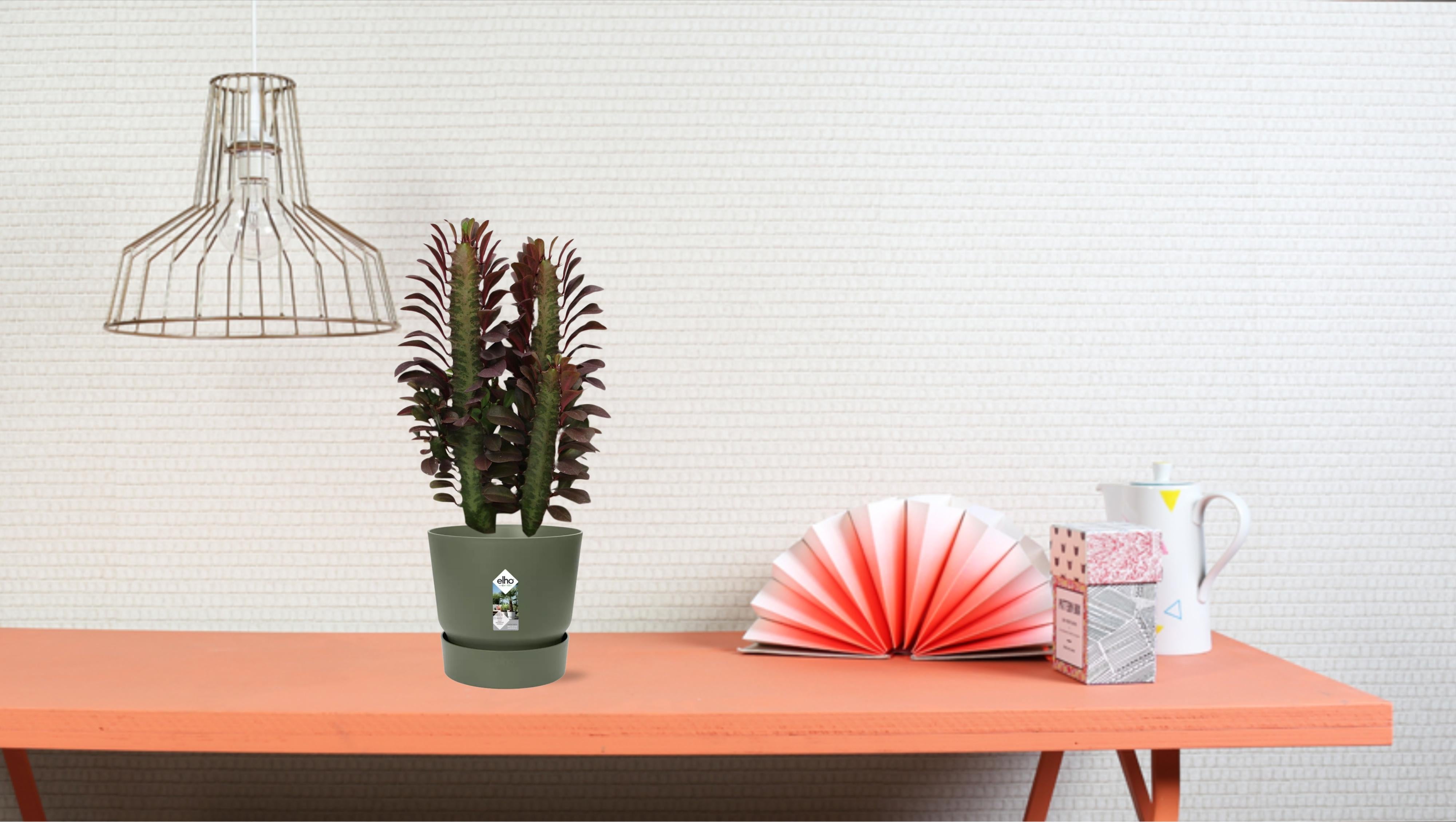 Euphorbia Trigona Rubra Ø12cm ↕40cm – Roślina sukulentowa Afrykańskie Drzewo Mleczne do wnętrz