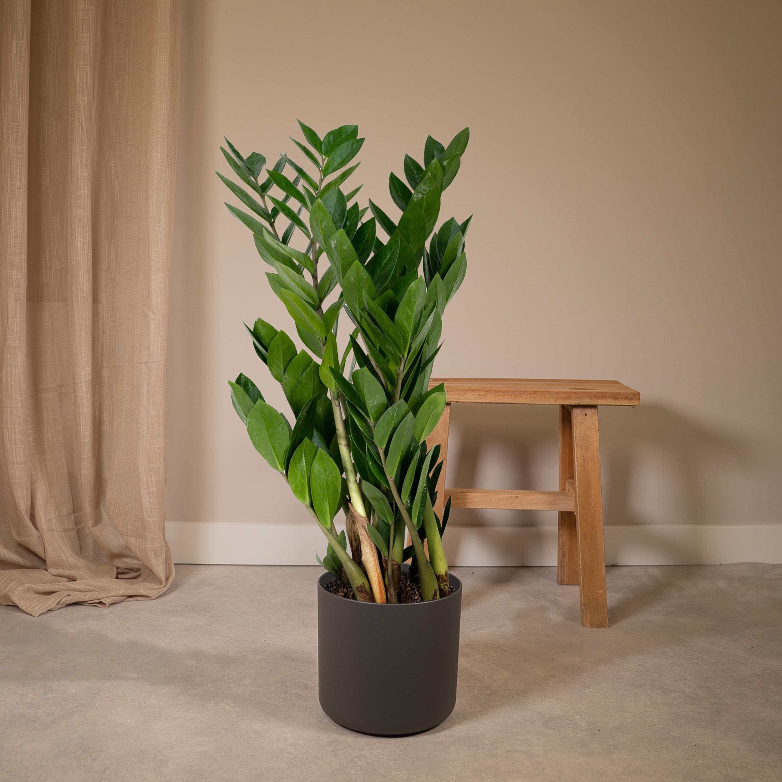 Zamioculcas Zamiifolia - Plante d’intérieur facile - Feuillage vert brillant - Pot Ø17 cm - Hauteur 70 cm - 2