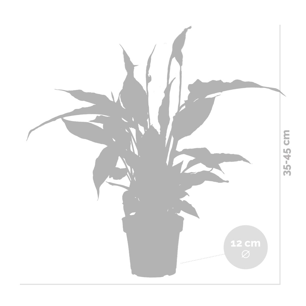Spathiphyllum - Lys de la paix - Plantes d’intérieur - Dépolluante - Hauteur 30-40 cm - Pot 12 cm - 5