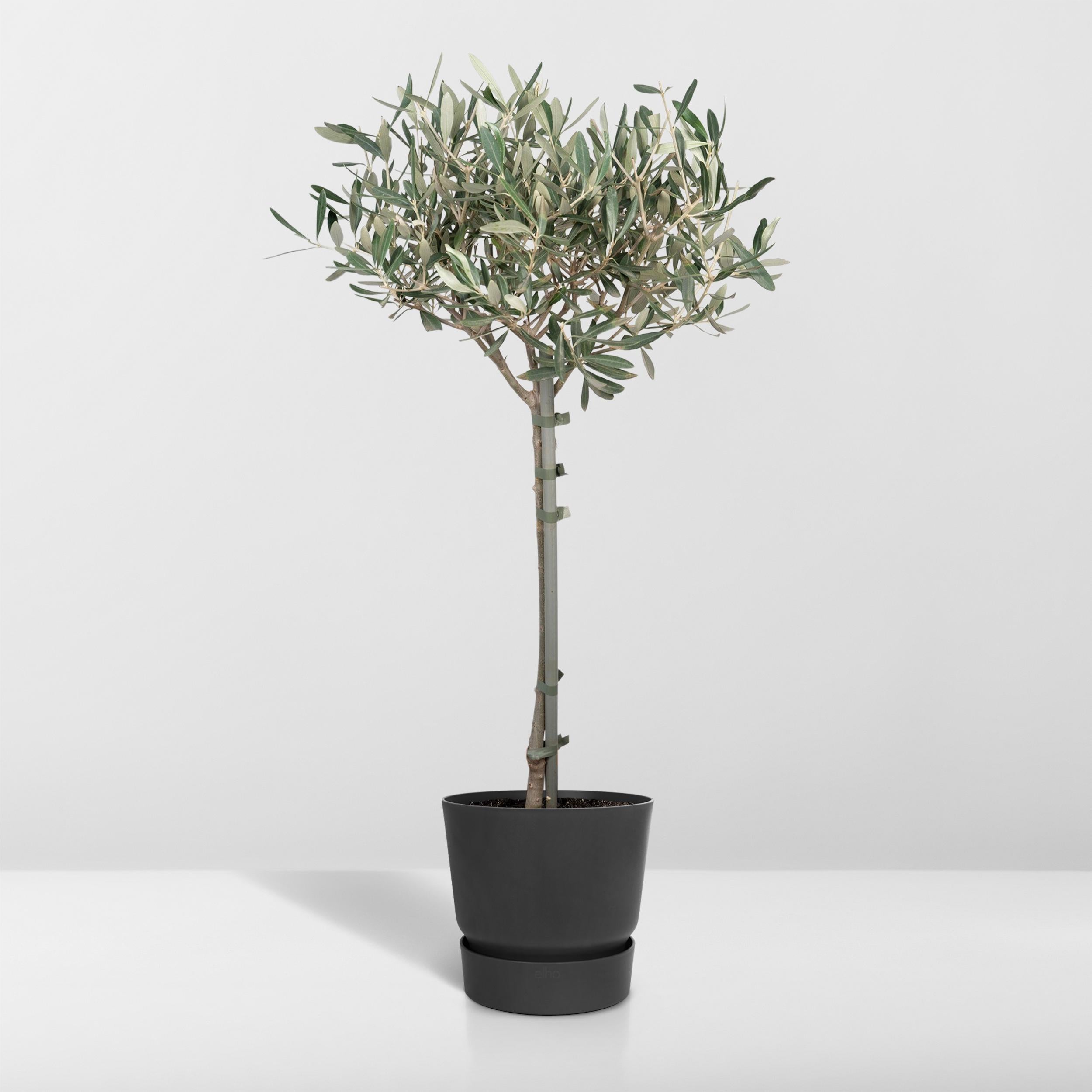 Olea Europaea - Olivier standard à feuillage argenté - Hauteur 90cm - Pot Ø19cm - 8