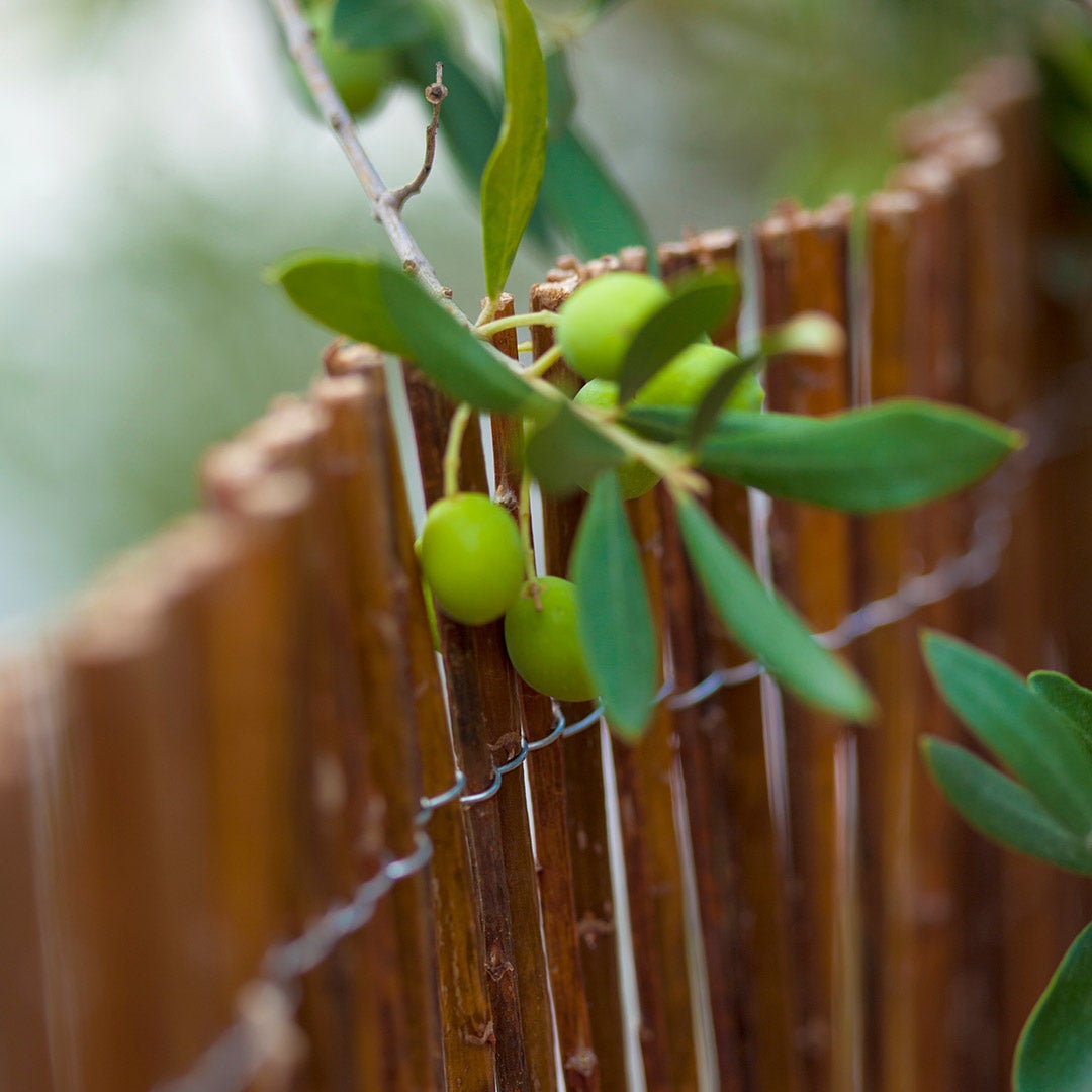 MIMBRE NATURAL VIMET 1X5 M NORTENE - 3