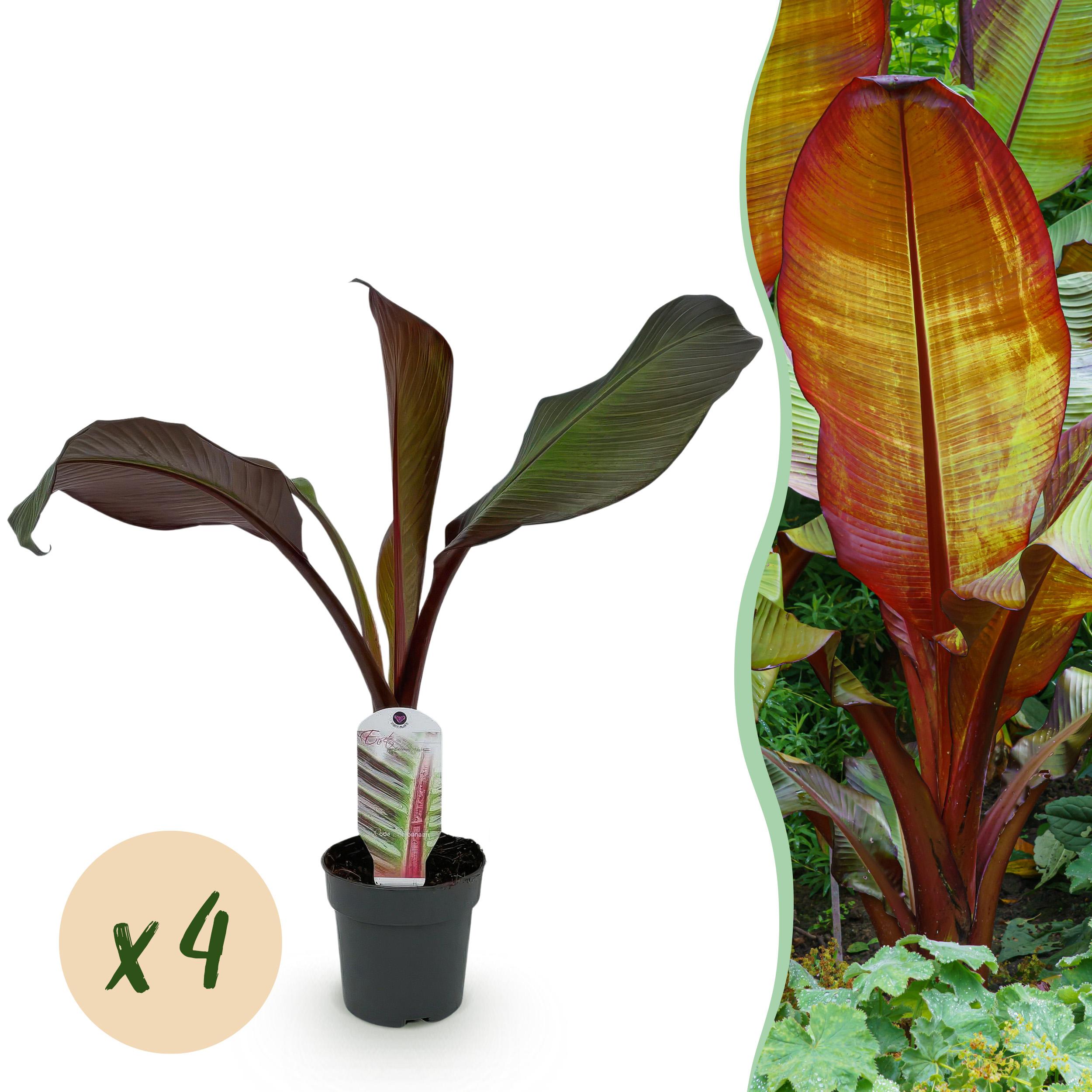 Green boutiQ Bananowiec ozdobny Ensete ventricosum Maurelli mrozoodporny – 4 rośliny – Doniczka 12 cm – 30 cm
