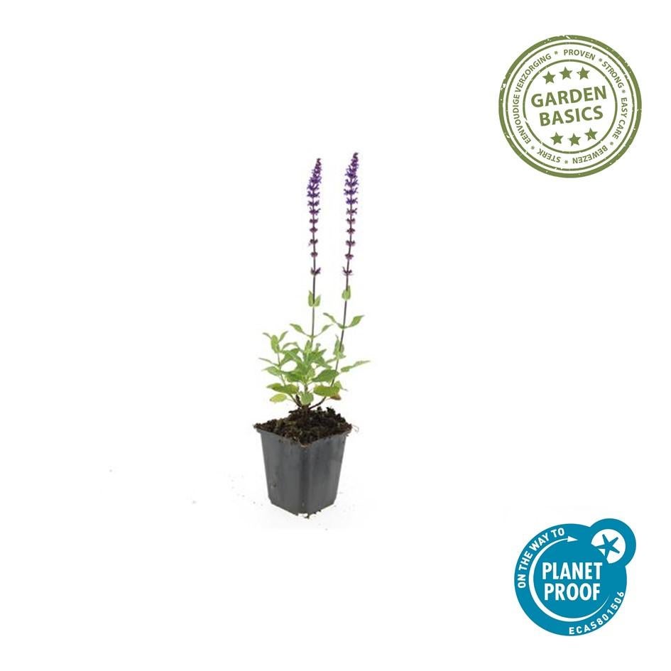 24x Plante Salvia nem. 'Caradonna' - ↕10-25cm (hauteur) - Ø9cm (diamètre)– ComfortXL Green - 2