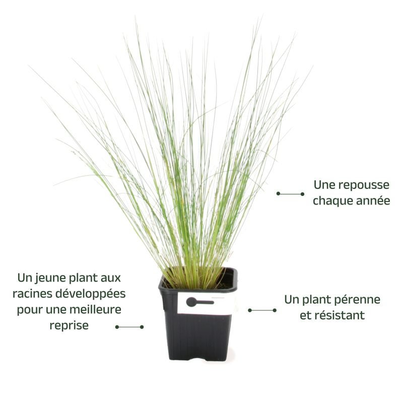 3 Cheveux d'Ange (Stipa Tenuifolia) - Lot de 3 graminées - Pépinières Naudet - 3