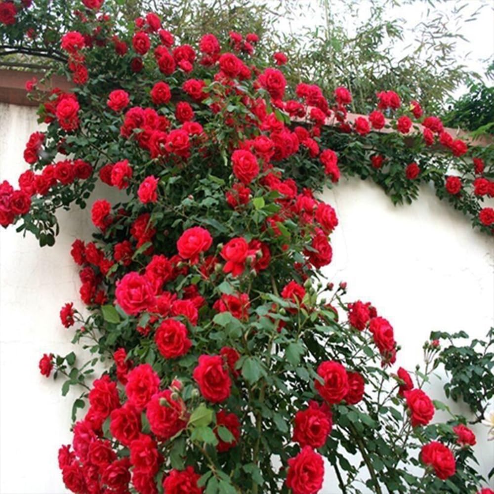 400 graines de roses, rosiers grimpants, graines de roses, floraison toute l'année, belles fleurs,pour la plantation de balcons de cour et de jardins - 4