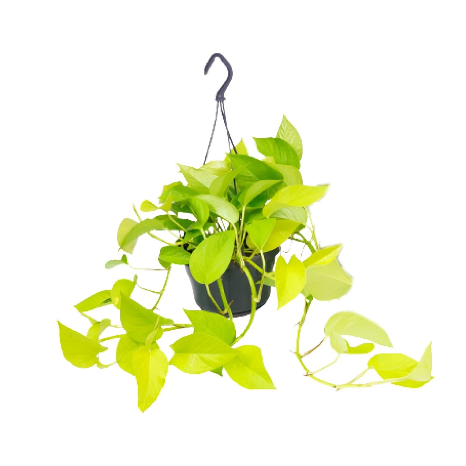 Epipremnum Golden Pothos - Scindapsus - Doniczka Ø15 cm - Wysokość 25 cm