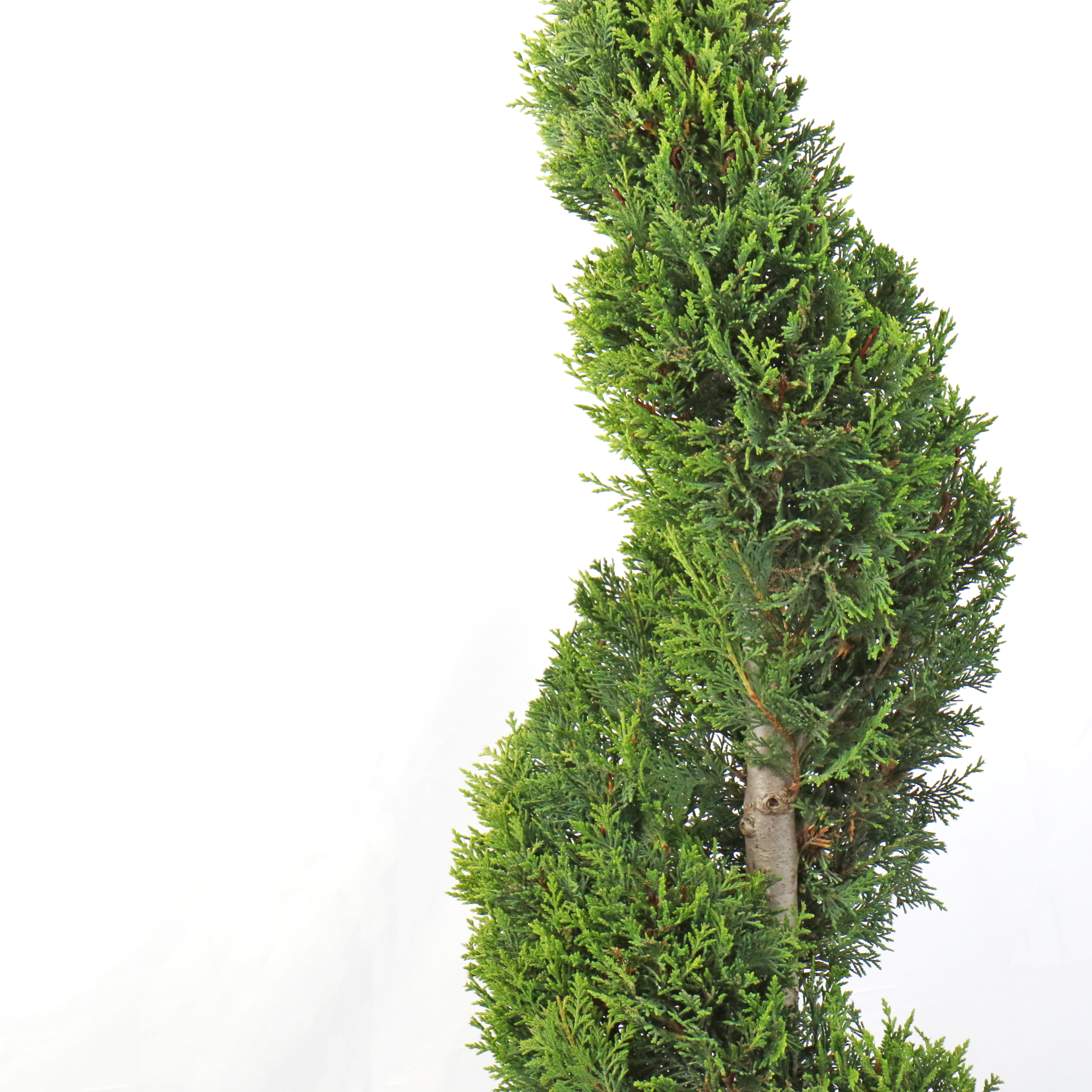 KENTIS - Cupressocyparis Leylandii 'Castlewellan Gold' - Cyprès en Spirale - H 90/110 cm Pot Ø 24 cm - 2