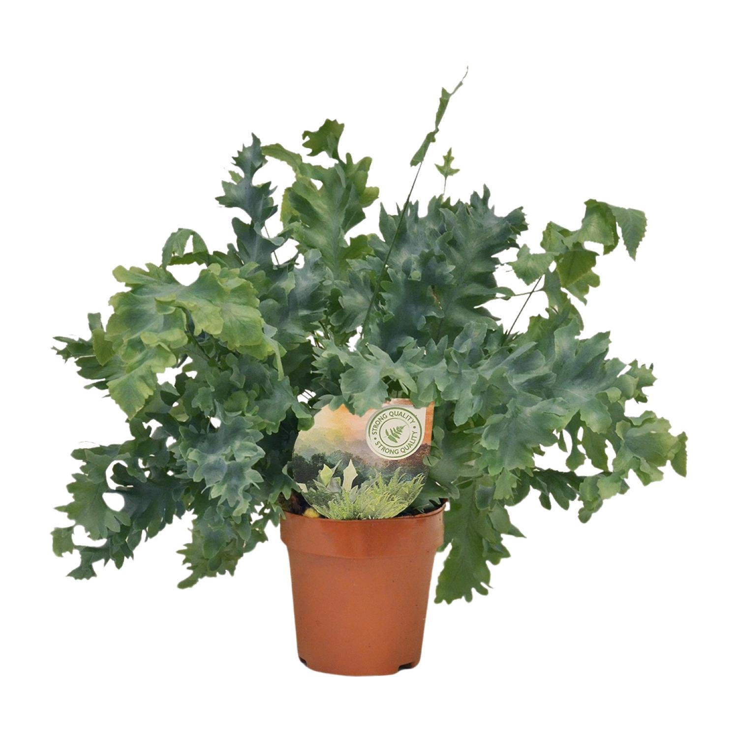 Phlebodium Davana - Złota paproć doniczkowa Ø12cm - Wysokość 35cm