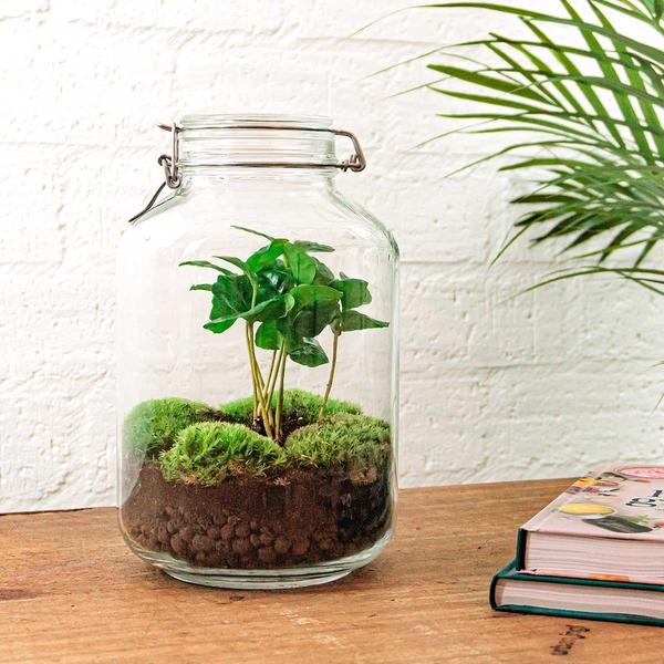 Terrário DIY Coffea Arabica 28 cm – Jardim em garrafa autossuficiente com planta de café e musgo verde - 5