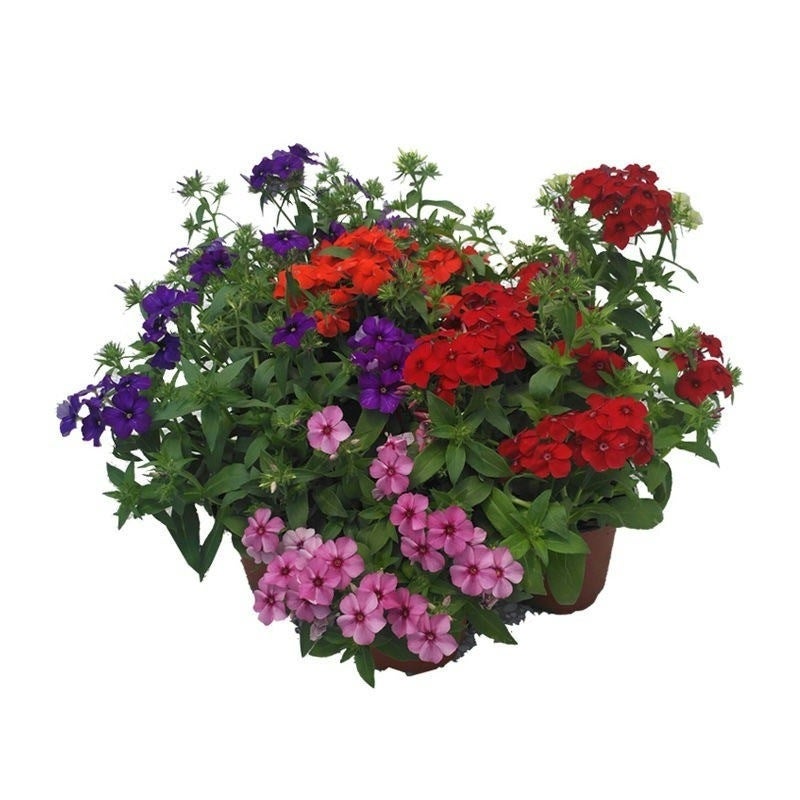 Un lot de 1&nbsp;000 graines de phlox rose Shibazakura, résistantes à l'hiver, idéales pour les jardins et les balcons. - 6