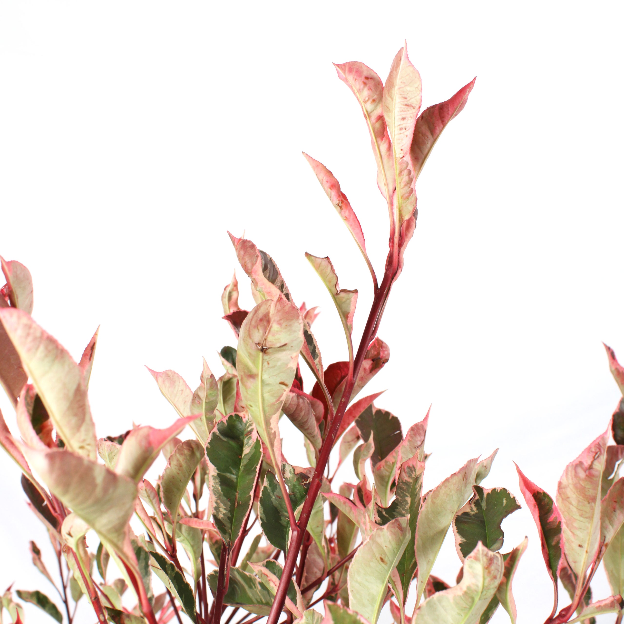 KENTIS - Photinia × Fraseri 'Pink Marble' - Pianta da Siepe Resistente per Esterno, H 100-125 cm, Vaso Ø 24 cm. - 2