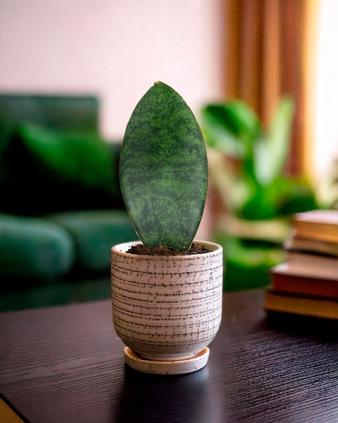 Sansevieria Trifasciata Victoria Mini - Planta Natural | Leroy Merlin